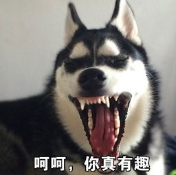动物表情包带字图片