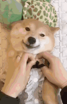 每日一笑,我有独特的遛狗方式