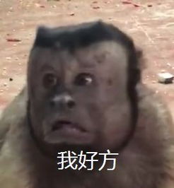 搞笑人脸表情包猴子