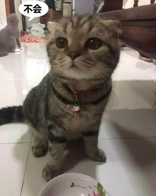 猫咪搞笑表情包母猫