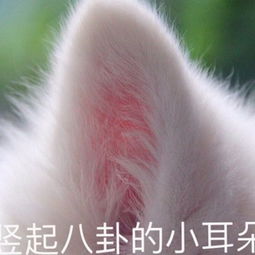 表情包怎么不回复我消息