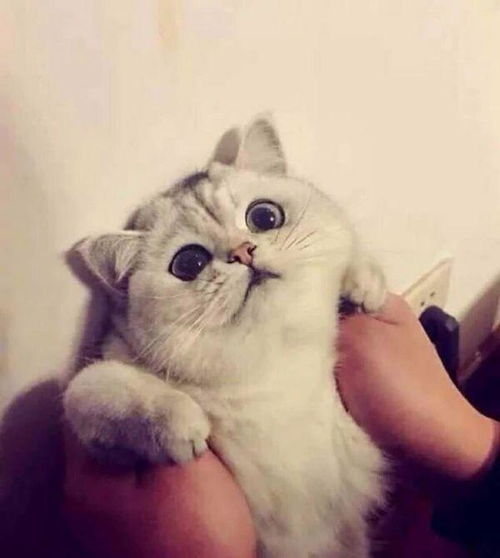 可以求个带猫的情侣头像么真人的不要动漫