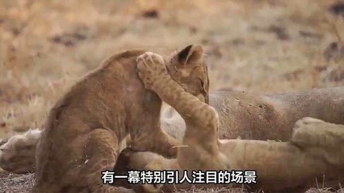 狮子幼崽玩耍雄狮尾巴画面滑稽搞笑