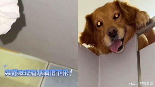 男子上厕所发现有水滴下,抬头见狗子趴上面望着自己,表情太搞笑