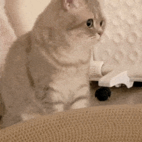 猫咪熊仔动图表情包