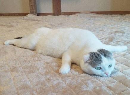 天气太热,把猫咪都热成一坨豆腐了哈哈这表情要萌死人