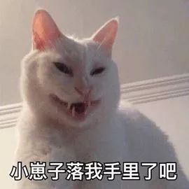 猫我上了16斤重的大公猫,他们说我是变态...