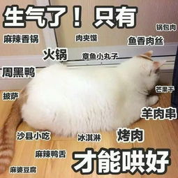 来不及告别,这只8岁的表情包回喵星了