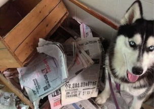 哈士奇表情包搞笑柴犬