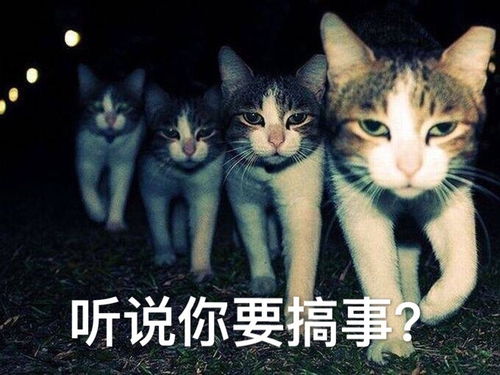 搞笑表情包听说你要搞事
