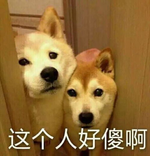 搞笑的表情图片大全柴犬