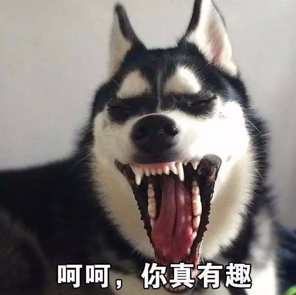 表情包大战,雪鸮和哈士奇谁更二