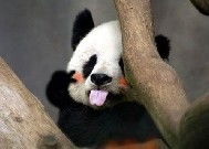 qq表情搞笑qq表情动物图片熊猫摆pose