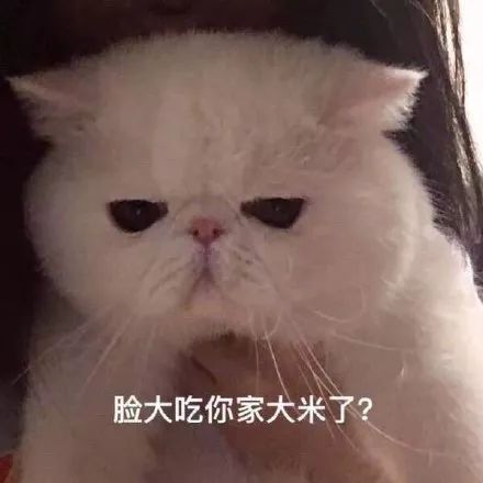 搞笑女的表情包猫咪