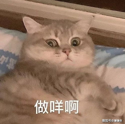 搞笑表情包图片红包转账成功