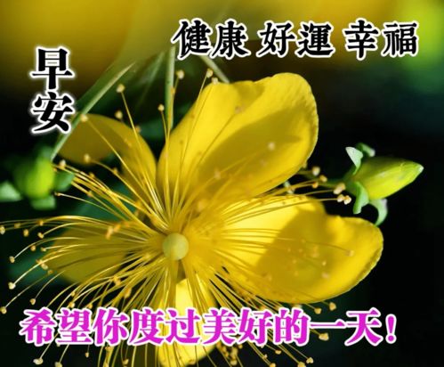 新的六月最美的早上好问候图片大全阳光唯美的早安祝福表情包
