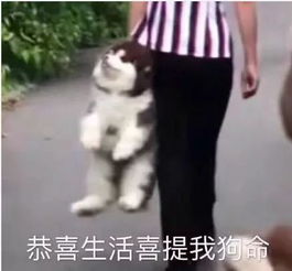 什么生活对我这只小猫咪动手了吗