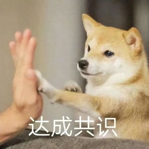 离谱遛狗没拴绳被男子踢飞,女子抡菜刀质问,男子反应看傻眼