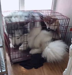 主人给小柴犬买了个笼子,结果被上百斤的阿拉看到后,竟然...