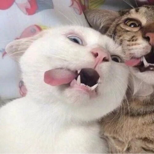 微信情侣头像猫咪可爱