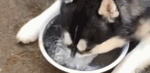 网友在门口撒了一把猫粮,没料引起猫霸注意,隔天开门就看到