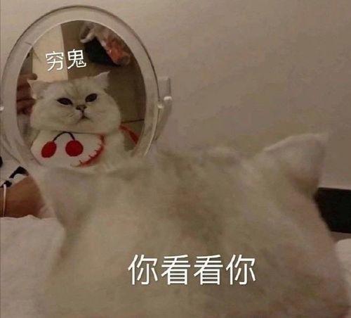 主城24个纯新盘大盘点其中刚需盘仅有这4个