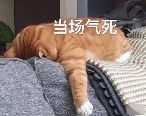 十条段子大全消闲解闷,句句幽默,太滑稽了