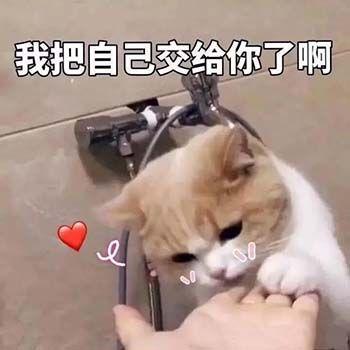 搞笑表情包带字真人猫咪