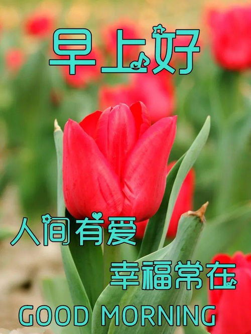 问候老同学的早上好表情包,同学之情,终生难忘
