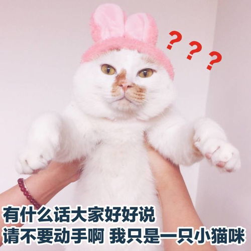 胖猫可爱小猫表情包