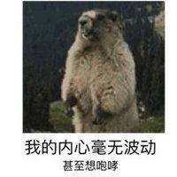 土拨鼠大叫图片表情包微信头像图片大全