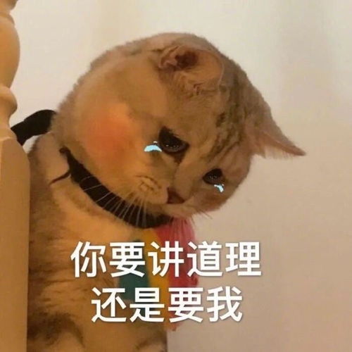 钱的表情包图片搞笑的情侣头像