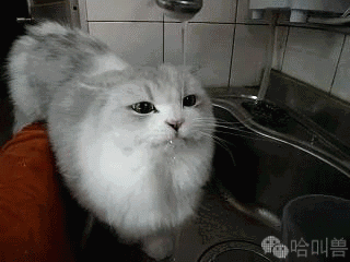 搞笑猫咪表情包前方高能,一大波沙雕猫正在接近