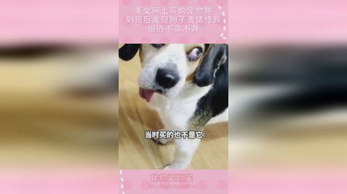 美女网上买的宠物狗,到货后发现狗子表情怪异,但仍不离不弃