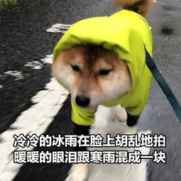 适合单身汪七夕发朋友圈的表情包