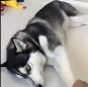 哈士奇拆家后,主人回家后怒吼烧水吃狗肉,哈士奇露出的表情亮了