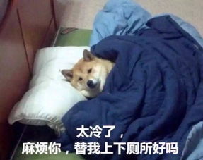吐槽天气冷的表情包合集请问你是不是想冷死我