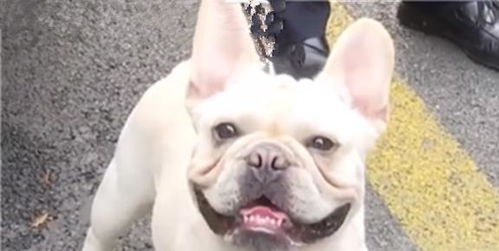 斗牛犬在超市门口等主人,突然被其他铲屎官抱走,偷狗原因太好笑
