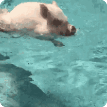 揭秘杀猪盘真相二挑猪