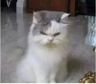 采购人的一天猫咪表情包