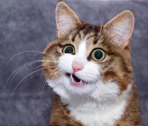 身患残疾的猫咪被丢弃在垃圾堆,流浪5个月后重获幸福并爆红网络