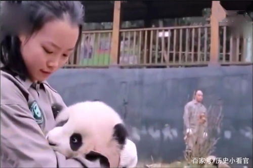 熊猫团子刚答应的奶妈,转眼就食言了,一看奶妈表情立马装怂