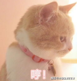 容易人设崩塌的星座排名前四名