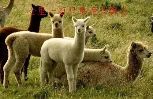 尺寸量完了,图出了,预算做了,业主却跑了