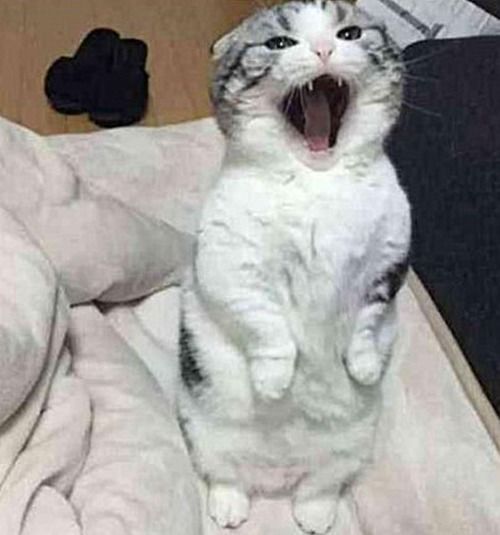 主人睡了个懒觉,看见猫咪表情觉得不好意思了真不是故意的