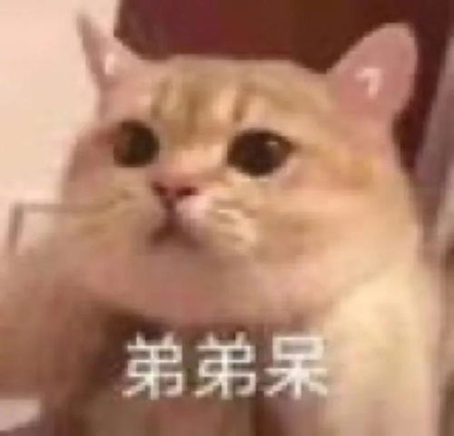 神仙综艺,我又学到了