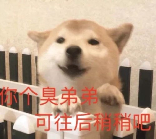 表情包丨不斗图不快乐