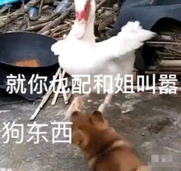 表情包丨嘴臭网友已上线