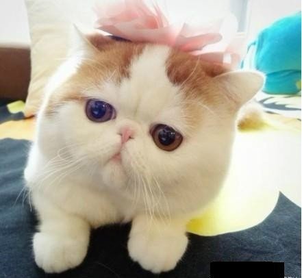 纯种咖啡猫大概多少价位