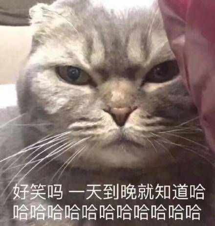 猫咪土味情话表情包看你那么傻,抱抱好了